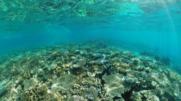 Coral Compass: Fighting Climate Change in Palau minimum requirements