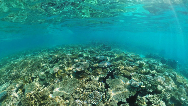 Скриншот из Coral Compass: Fighting Climate Change in Palau