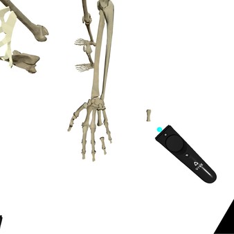 Скриншот из VR Anatomy