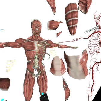 VR Anatomy Steam