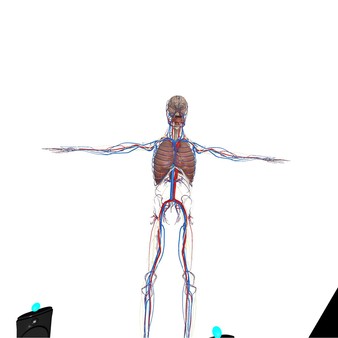 VR Anatomy requirements