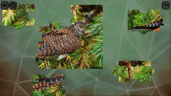 Puzzles for smart: Birds recommended requirements