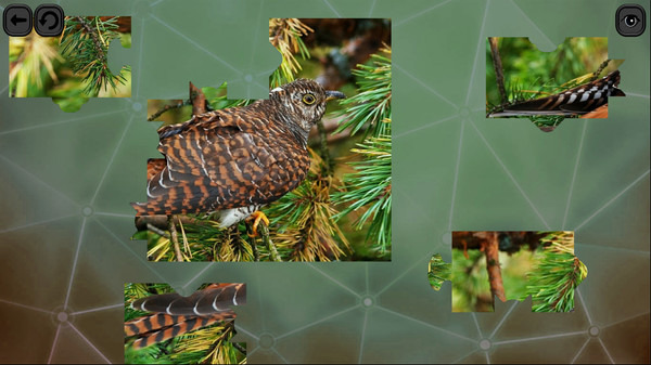 Puzzles for smart: Birds