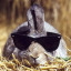 Tosti-konijn met zonnebril
