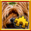 Icon for Yorkie Complete!