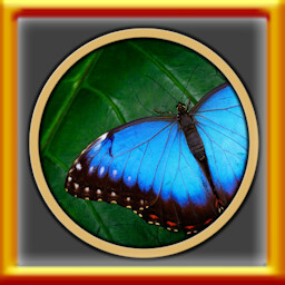 All Variety Pack 12 Puzzles Complete!