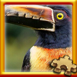 Aracari