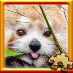 Red Panda