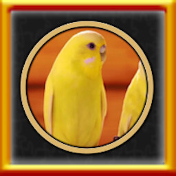 All Canarias Puzzles Complete!