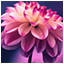 Icon for PP:FLOWERS