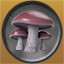 Blewit Mushroom