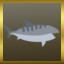 Shark!