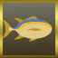 Yellow Tuna!