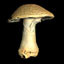 Icon for Mushroom 0