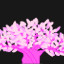 Cherry blossoms?