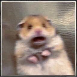 Hamster