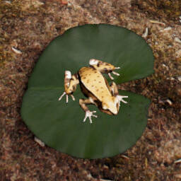 Herpetologist