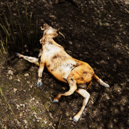 Bokvleis Hunter