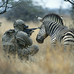 Crouching Zebra, Hidden Rhino