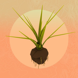 Seed 12 - Date Palm