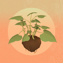 Seed 16 - Sweet Potato