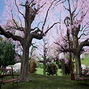 Enter Cherry Blossoms World