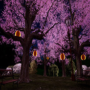 Switch to Cherry Blossoms Night Scene