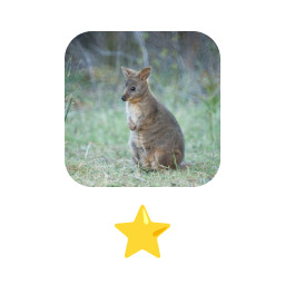 Icon for Pademelon