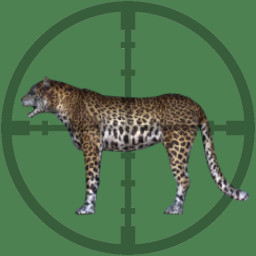 Hunted Leopard