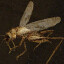 Icon for A Plague of Locusts