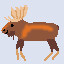 Eat a moose