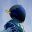 Moonwakers icon