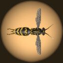 Unlocked Wasps