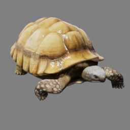 Tortoise Ride