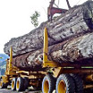100 Logging Camps