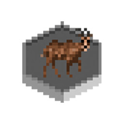 Meet wild animal (Chamois)