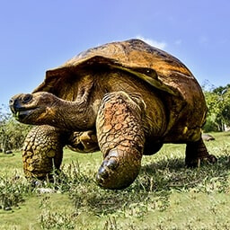 Icon for Massive Species Challenge - Jurassic