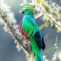 Icon for Perfection Challenge - Flight