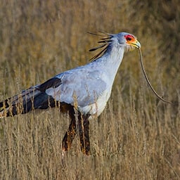 Icon for Clever Challenge - Jurassic