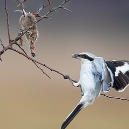 Icon for Blood Thirsty Challenge - Jurassic