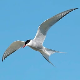 Icon for Flight Cards Challenge - Flight