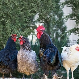 Icon for Defenseless Challenge - Jurassic