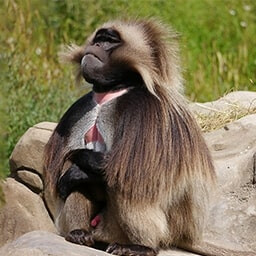 Icon for Vegetarian Challenge - Nature