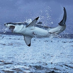 Icon for Massive Hunter Challenge - Jurassic