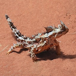 Icon for No Food Challenge - Nature