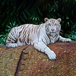 Icon for Perfection Challenge - Nature