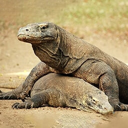 Icon for Self Sufficient Challenge - Nature