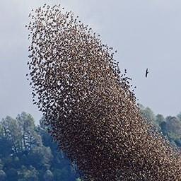 Icon for Superior Species Challenge - Flight