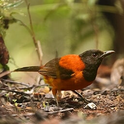 Icon for Sabotage Challenge - Flight