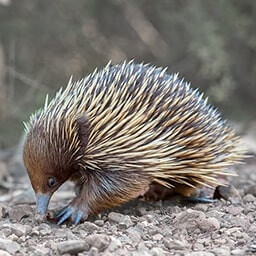 Icon for Every Trait Challenge - Nature